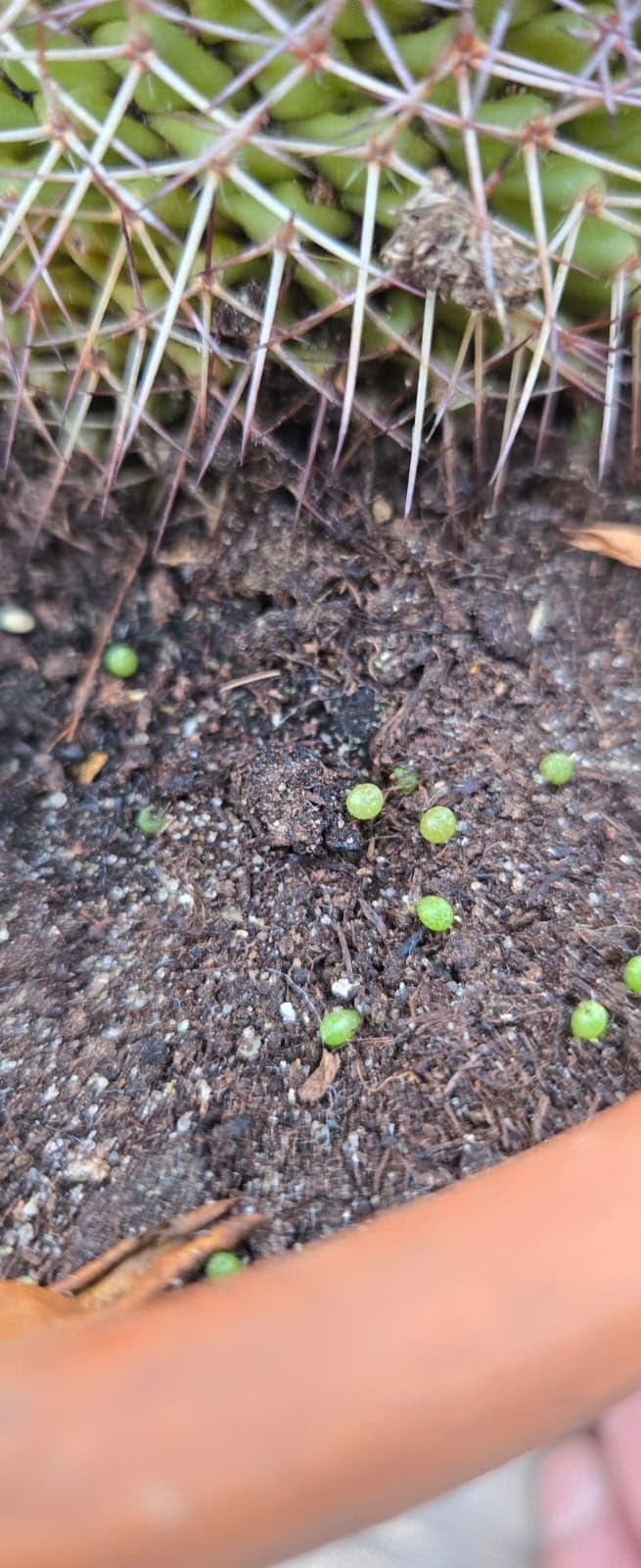 Cactus Succulent Soil, Natural Indoor Potting Compost Mix Enriched with Special Nutrients - Image 4