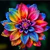 Dahlia Bulbs for Planting,Flowering Rhizome,Excellent Display Indoor Perennial Balcony Garden Bulbs,Dahlia Tubers UK,Dahlia Bulbs Mix-2bulbs-C