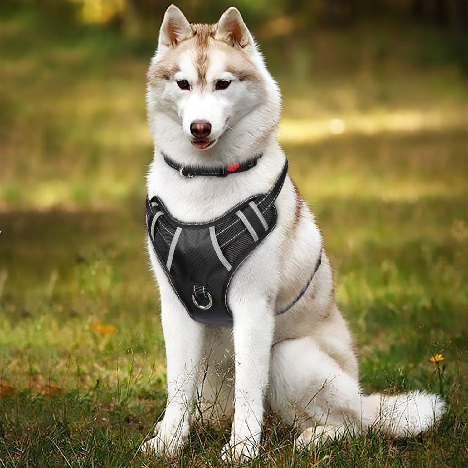husky harness amazon
