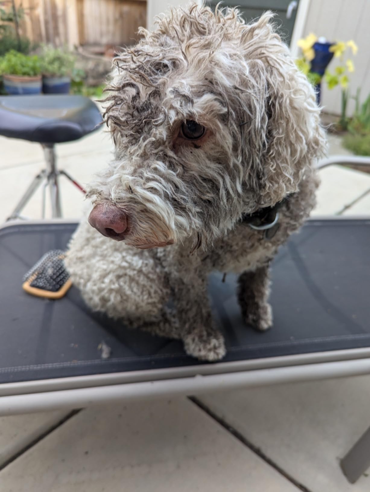 Doodle Detangler Spray