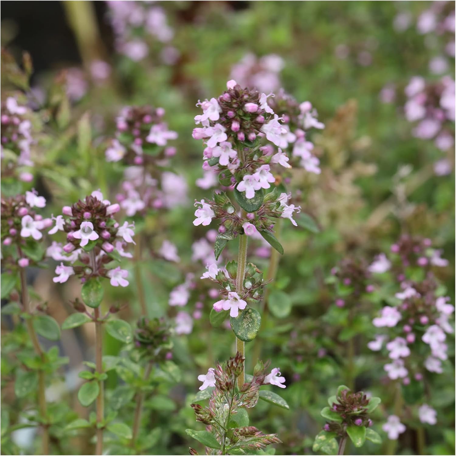 6 Thyme Lemon Variegated Plug Plants Windowsill Herbs. Herb Garden. Fantastic Herbs for Cooking