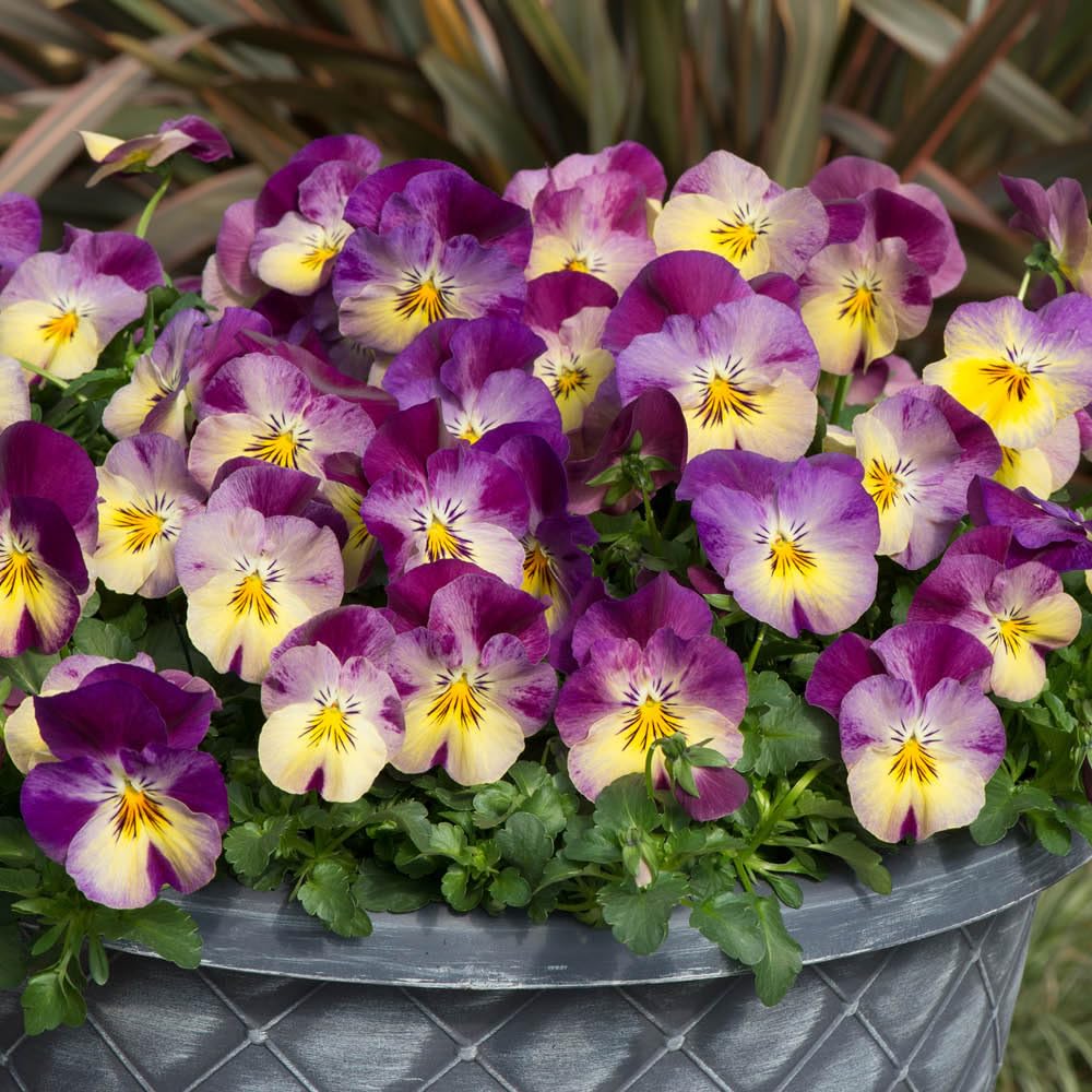 YouGarden Pansy 'Cool Wave Raspberry Swirl', Trailing Winter Flowering, Basket Plants, Purple Yellow Colour, 20 x Pro+ Plug Plants