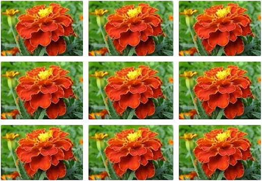 Gardenbox Turuncu Kabristan  i e i, 9lu Set, 15-25 cm T pl , D  Mekan