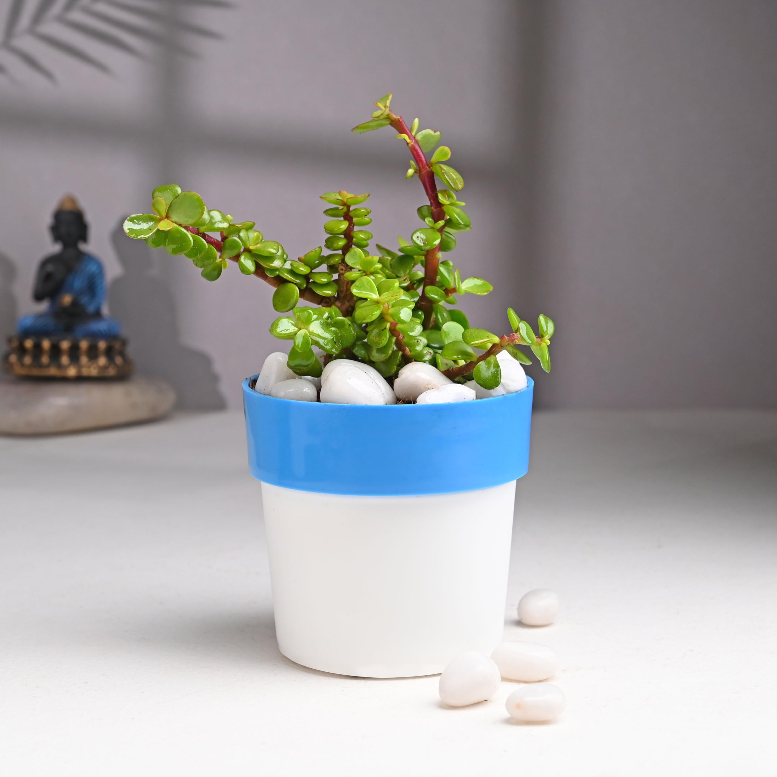 FlowerAura Air Purifying Good Luck Jade Live Indoor Plant In Multicolor Pot For Home/Office Décor & For Birthday Gift, Anniversary Gift, Womens Day Gift, Mothers Day Gift, Diwali Gift, Holi Gift (B0CYH221P5) Amazon Price History, Amazon Price Tracker