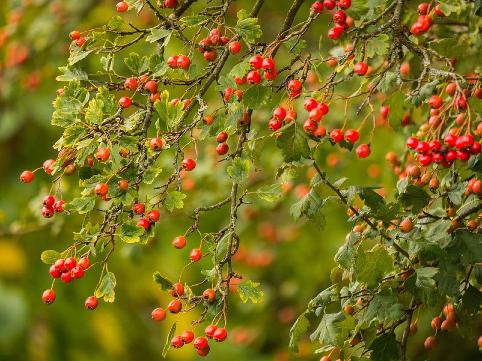 EXTRAIT HYDROALCOOLIQUE d' AUBÉPINE A 2 STYLES - Crataegus oxyacantha (BIO)