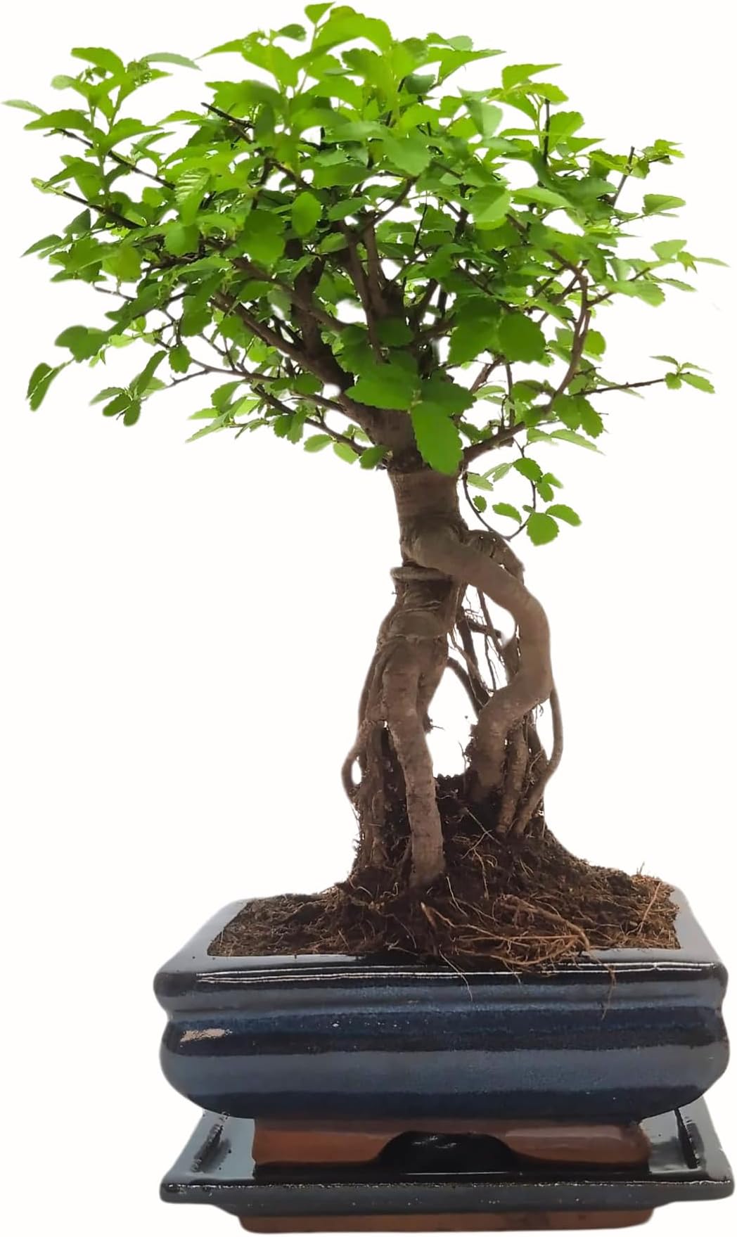 Bonsai Baum mit Keramik Blumentopf Chinese elm ca. 7 Jahre (15 cm