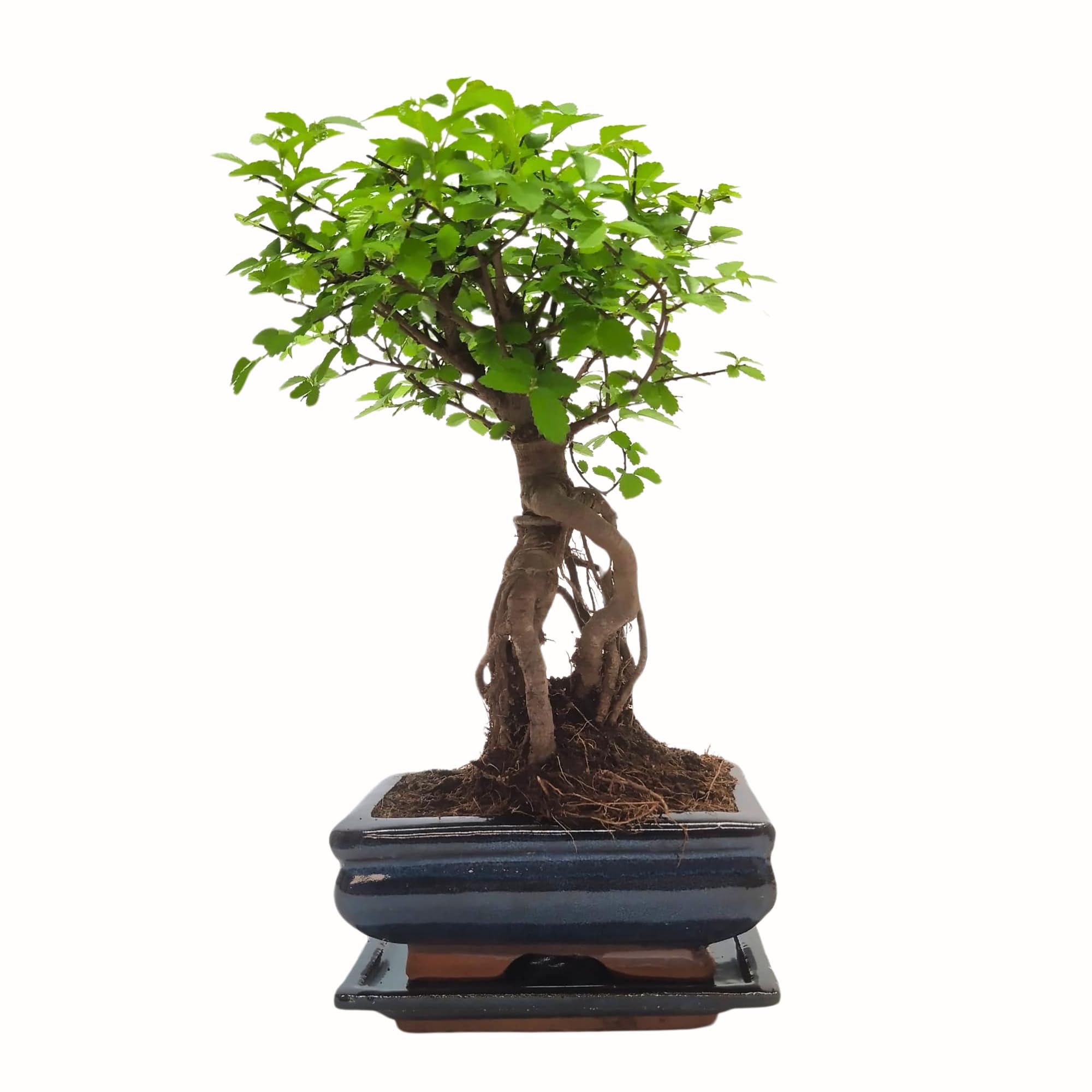 Bonsai Baum mit Keramik Blumentopf - Ulmen-Bonsai - ca. 6 Jahre (15cm Schale)