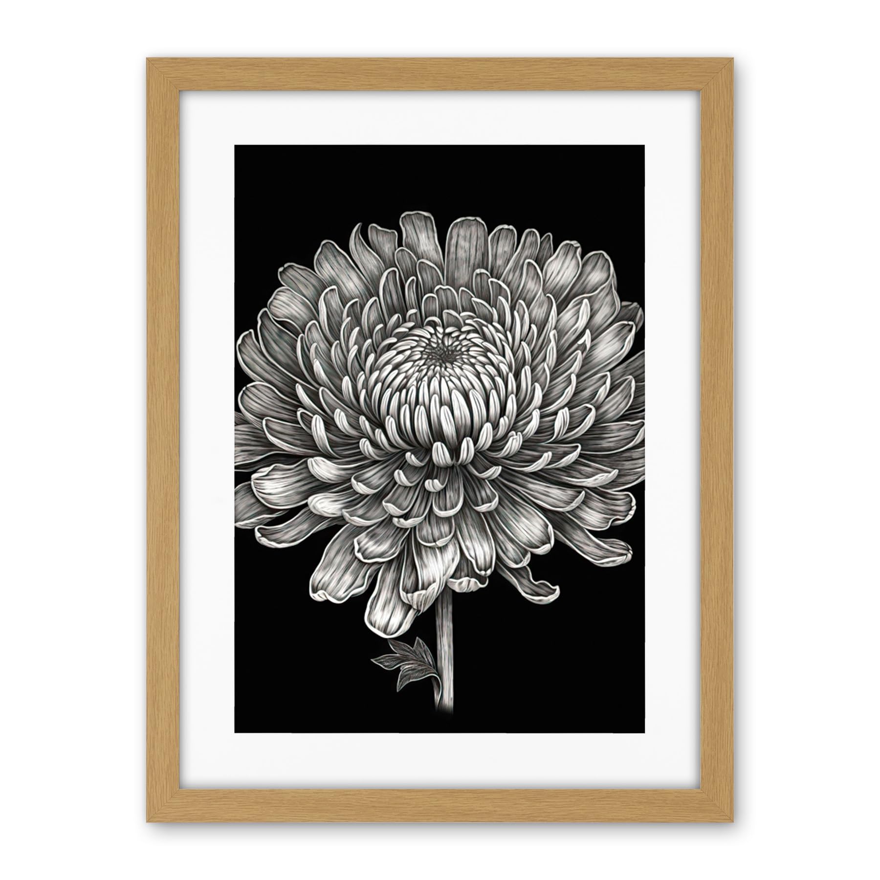 Artery8 Detailed Chrysanthemum Flower Bloom Illustration Artwork Framed Wall Art Print 18X24 Inch
