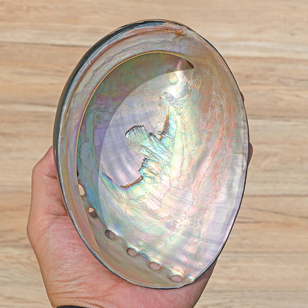 Conchiglia Naturale, Conchiglia di Abalone 11-15 cm Grande Conchiglia Naturale multiforo Decorativa Macchia Conchiglia di Abalone for opere d'Arte Decorazioni for la casa(12cm)