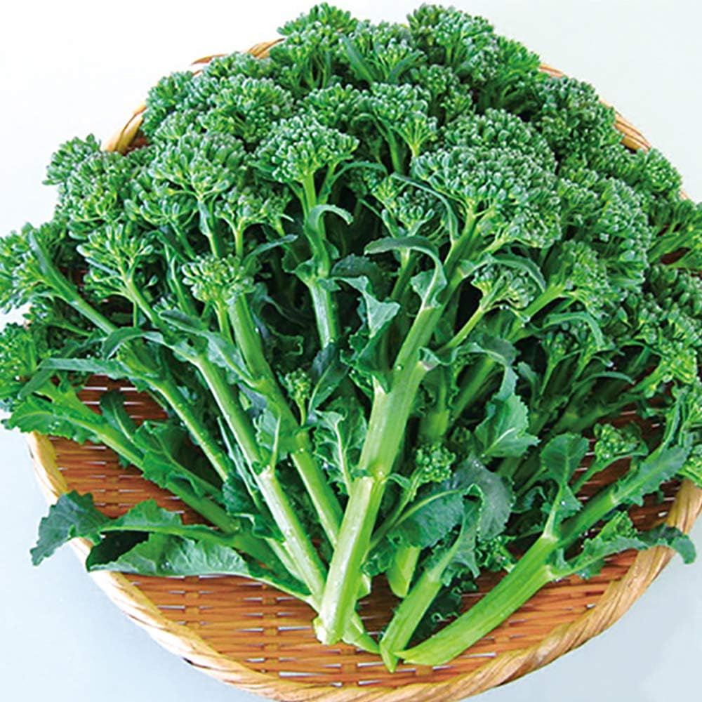 Amazon Co Jp すずなりブロッコリー苗 野菜苗 9cmポット 3個セット 1株で約40本以上 長期間収穫可能な多収穫茎ブロッコリー Diy 工具 ガーデン