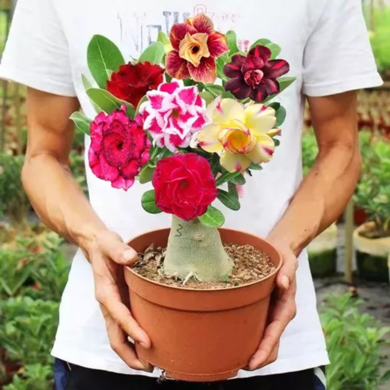 Desert Rose Bulbs for Planting Now UK Ornamental Perennial Cold-Resistant Greening Flower Unique Easy Plant Professional Natural Organic Excellent Display Good for Containers-4Bulbs-H — image 1