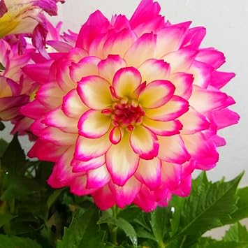 Radiant Dahlia Bulbs   Jumbo Blooms for Holiday Displays   Easy Grow Indoor Flowers, Perfect Decoration-2 Bulbs-C