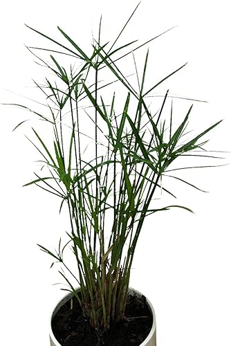 50 semillas de flores de palmera de hierba de papiro Alternifolius Cyperus Seedville