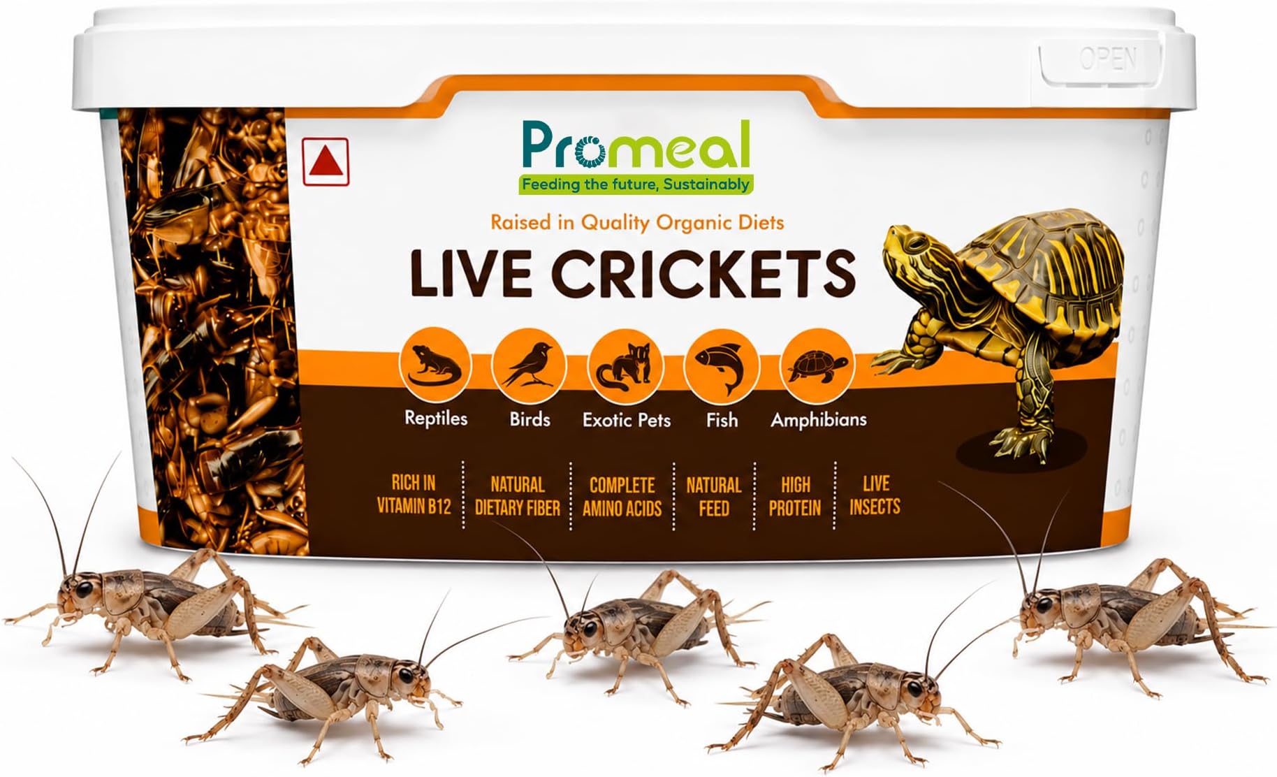 Live Crickets (Large Size) Feeder Insects for Reptiles, Amphibians, Birds, and Arachnids - High Protein, Nutritious, Natural Exotic Pet Feed (50 Live Crickets)