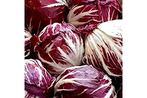 1000 Palla Rosa Radicchio Seeds, Heirloom and Non-GMO for Planting