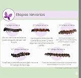 Ver la foto 4