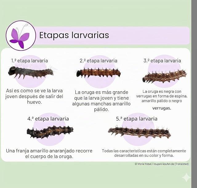 Foto 4 de 8 de LEPITERRA Juego de cría de mariposas para niños/adultos, ideal para el hogar, garantía de éxito