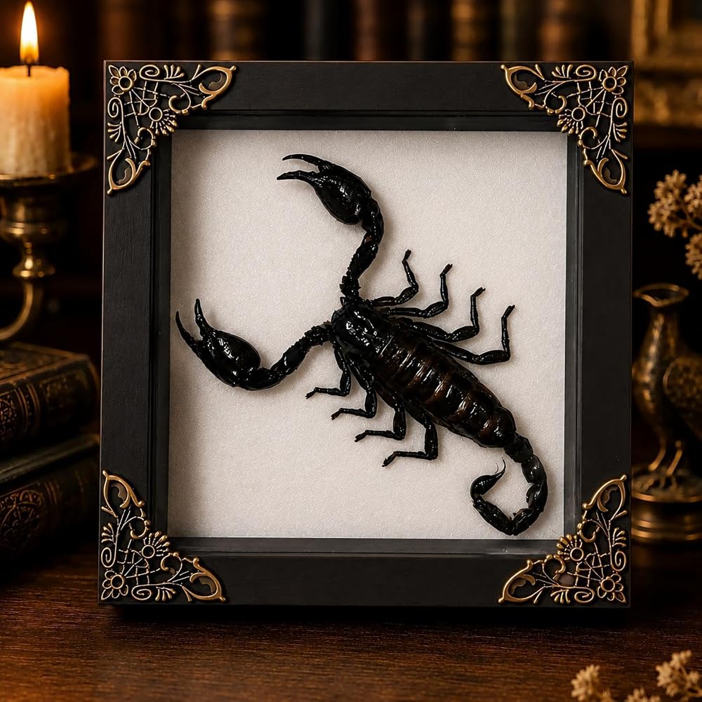Real Butterfly Specimen Frame, Handmade Insect Collection Art Decor Gift — 사진 1