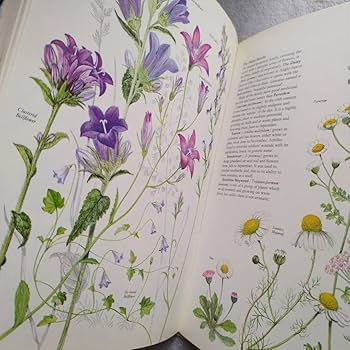 Amazon.co.jp: イギリス 洋書 古書 ボタニカルアート 野の花図鑑