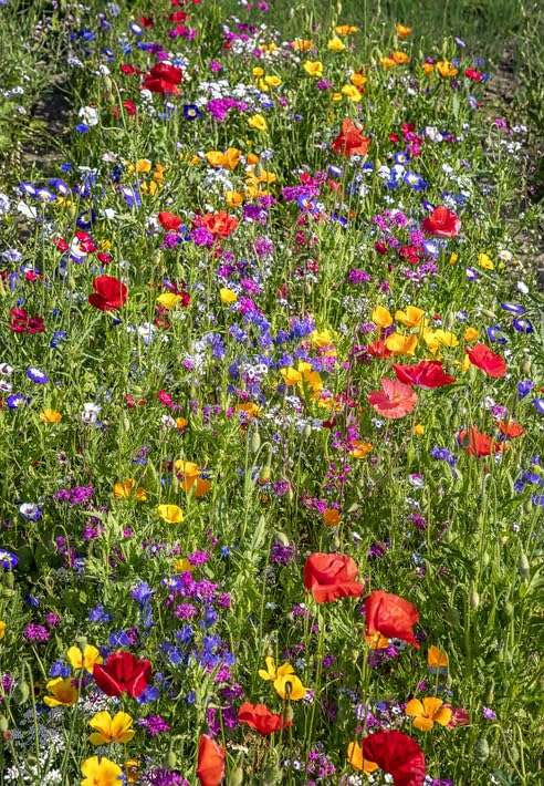 Wildflower Seeds for Wild Bees Friendly Recommend by Royal Horticultural Society (RHS) Contains 23 Different Flowers (1000, Grams)