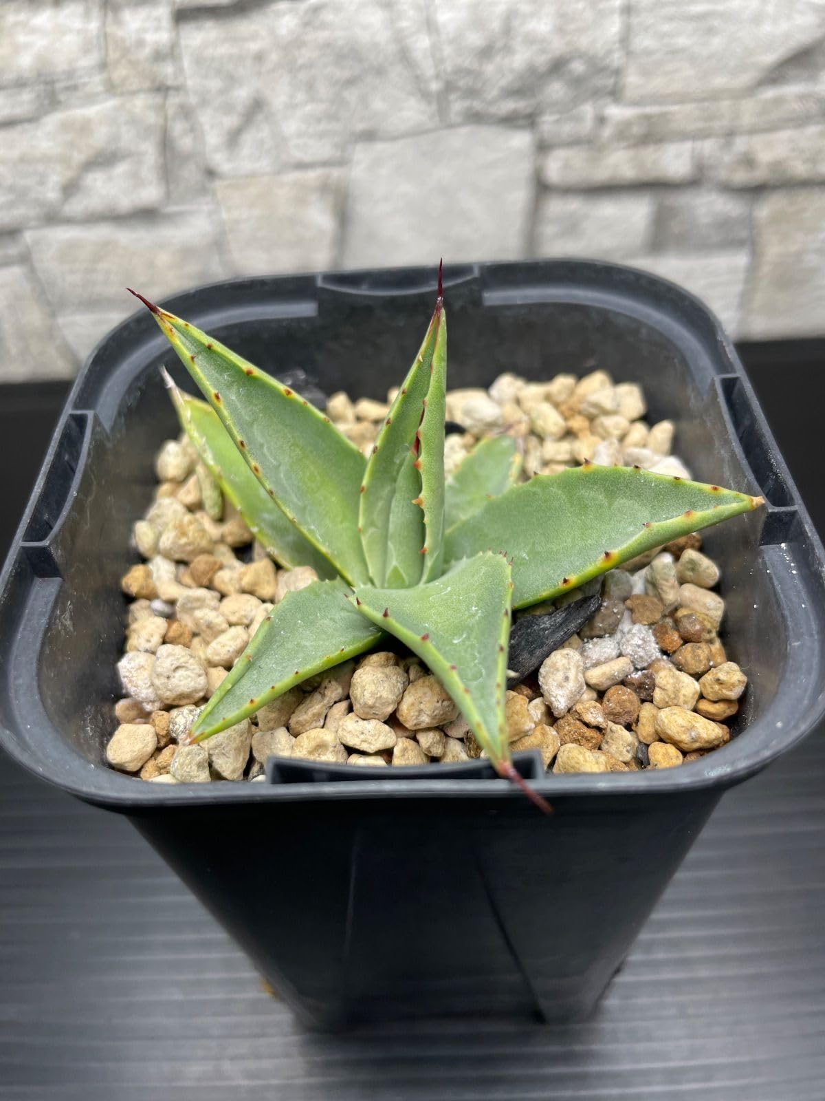 Amazon｜アガベ ネオメキシカーナ 栽培株｜観葉植物 オンライン通販