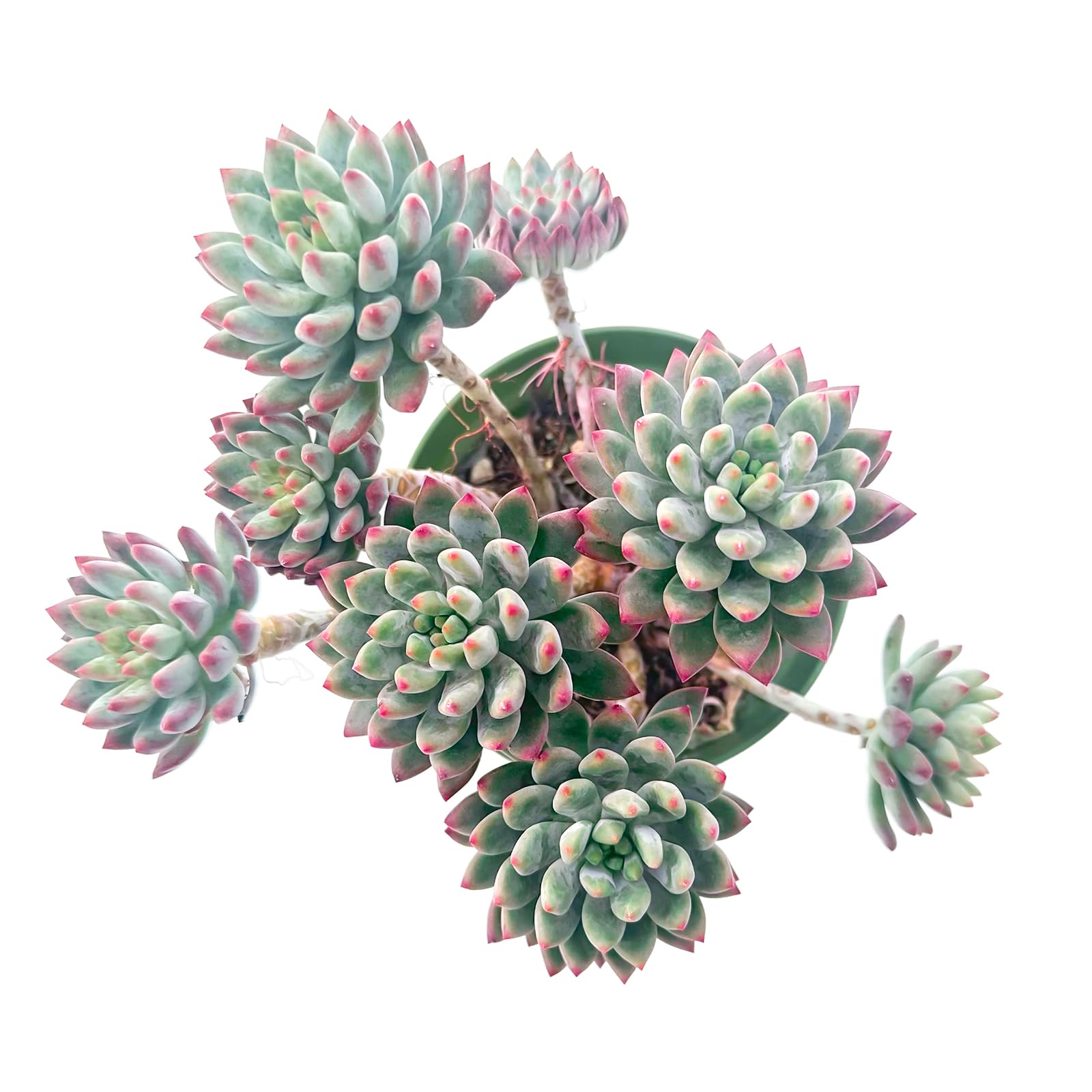 Echeveria cv. Blue Apple Sprout N Green