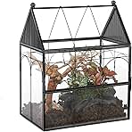 NCYP Glass Enclosure with Vent Holes for Insect, Jumping Spiders - 7.5