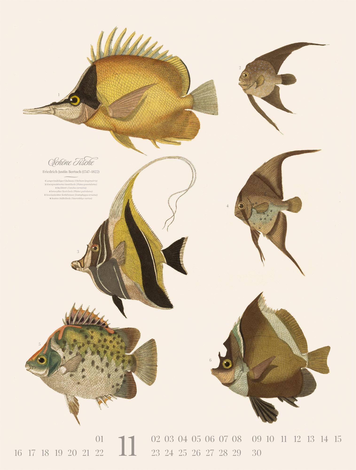 Fische Kalender 2026 | Dekorativer Retro-Kalender im großen Hochformat (50x66 cm) | Historische Tier-Illustrationen von Friedrich Justin Bertuch