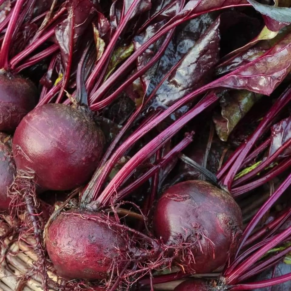 Best Bulls Blood Beet Seeds For Your Garden