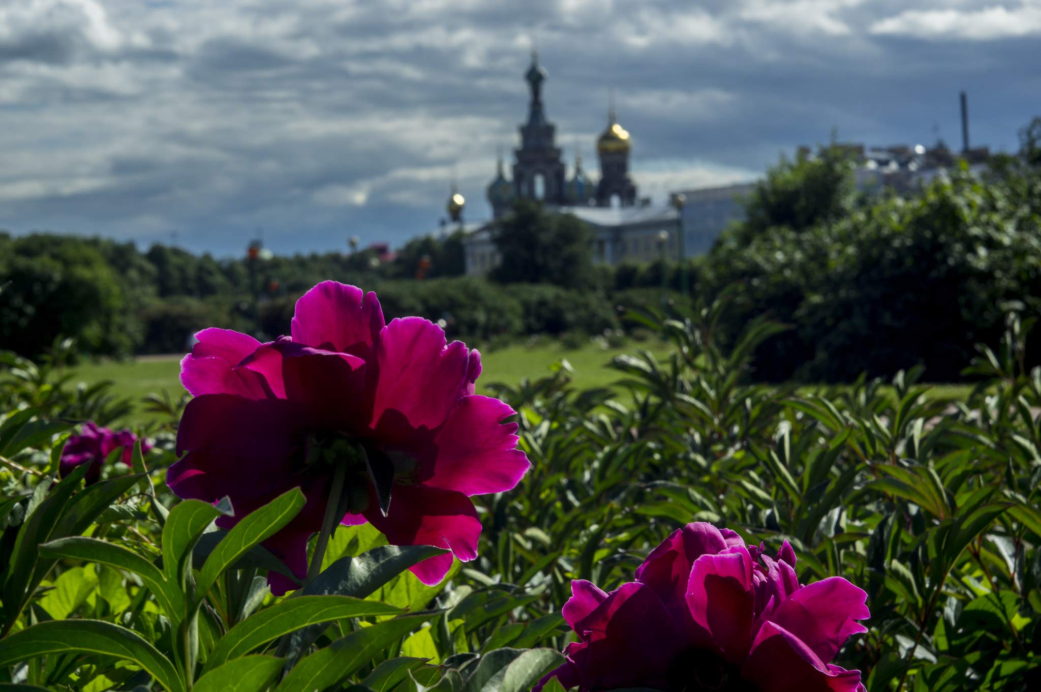 Amazon | Industar 50-2 50mm F3.5 ロシアレンズ M42マウントカメラ用  
