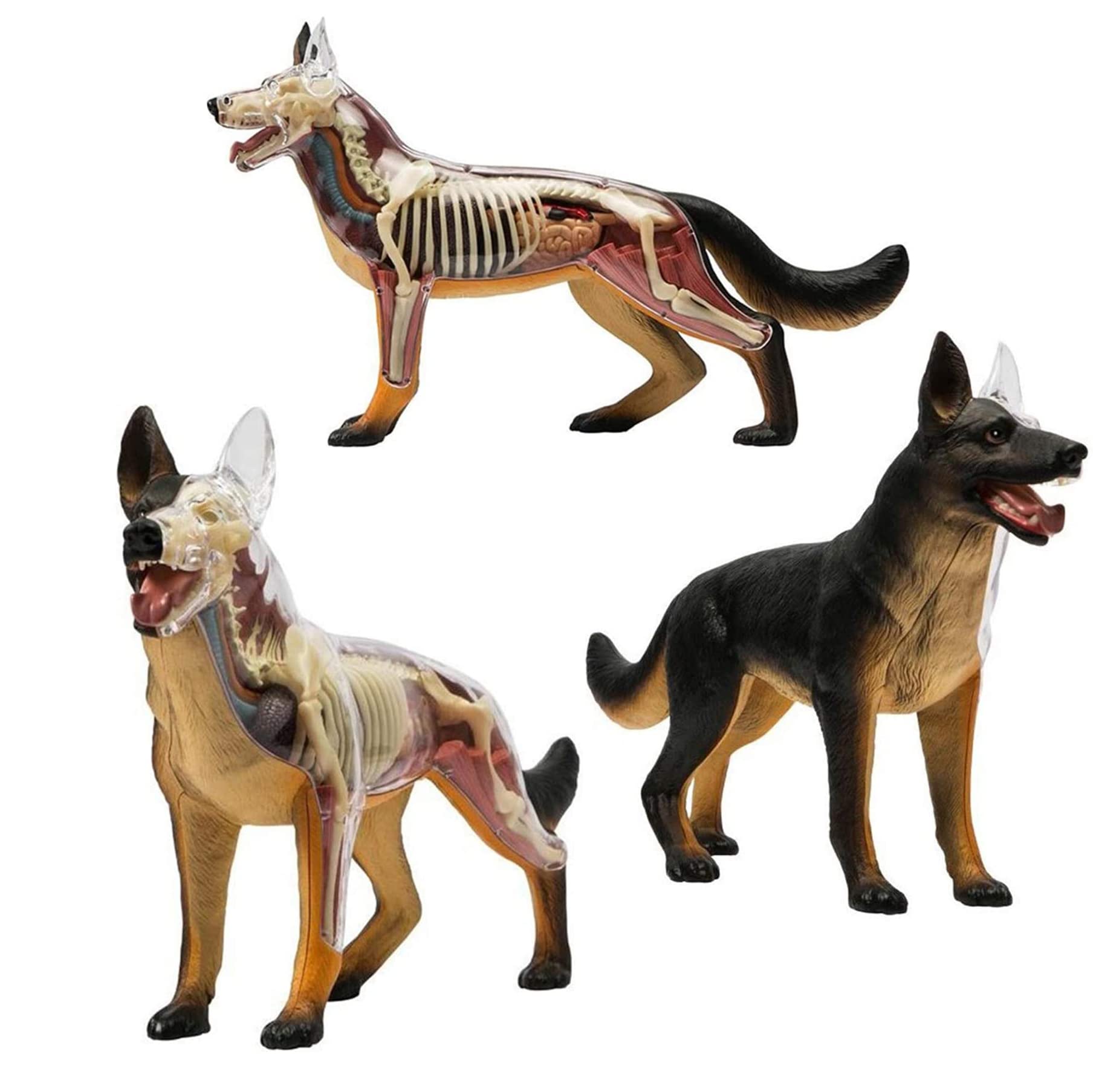 Modello di Anatomia del Cane Lupo Biologia Organo Simulazione Animale Insegnamento Medico Staccabile 29 Parti Modello Anatomico Animale Puzzle Educativo Fai da Te