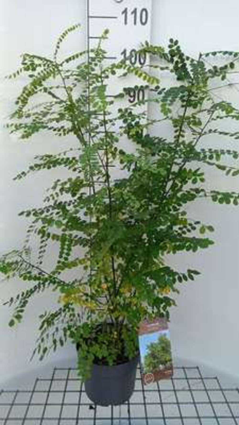 Styphnolobium japonicum (sophora japonica) - Sophora Du Japon 60-80 cm en pot