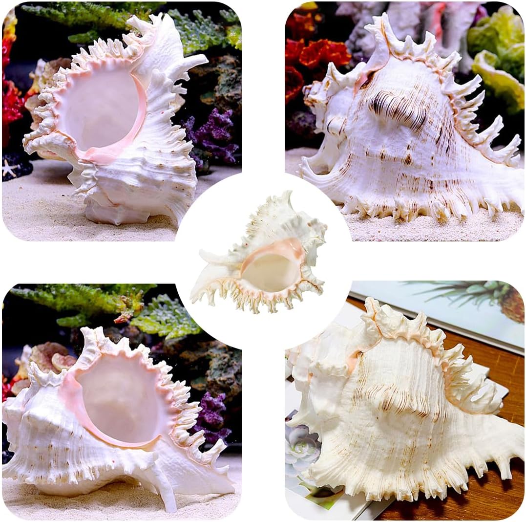 Shells Natural Conch Shell Large Natural Sea Shells, Thousand-Hand Snail Conch 18-20 Cm for Wedding Decor