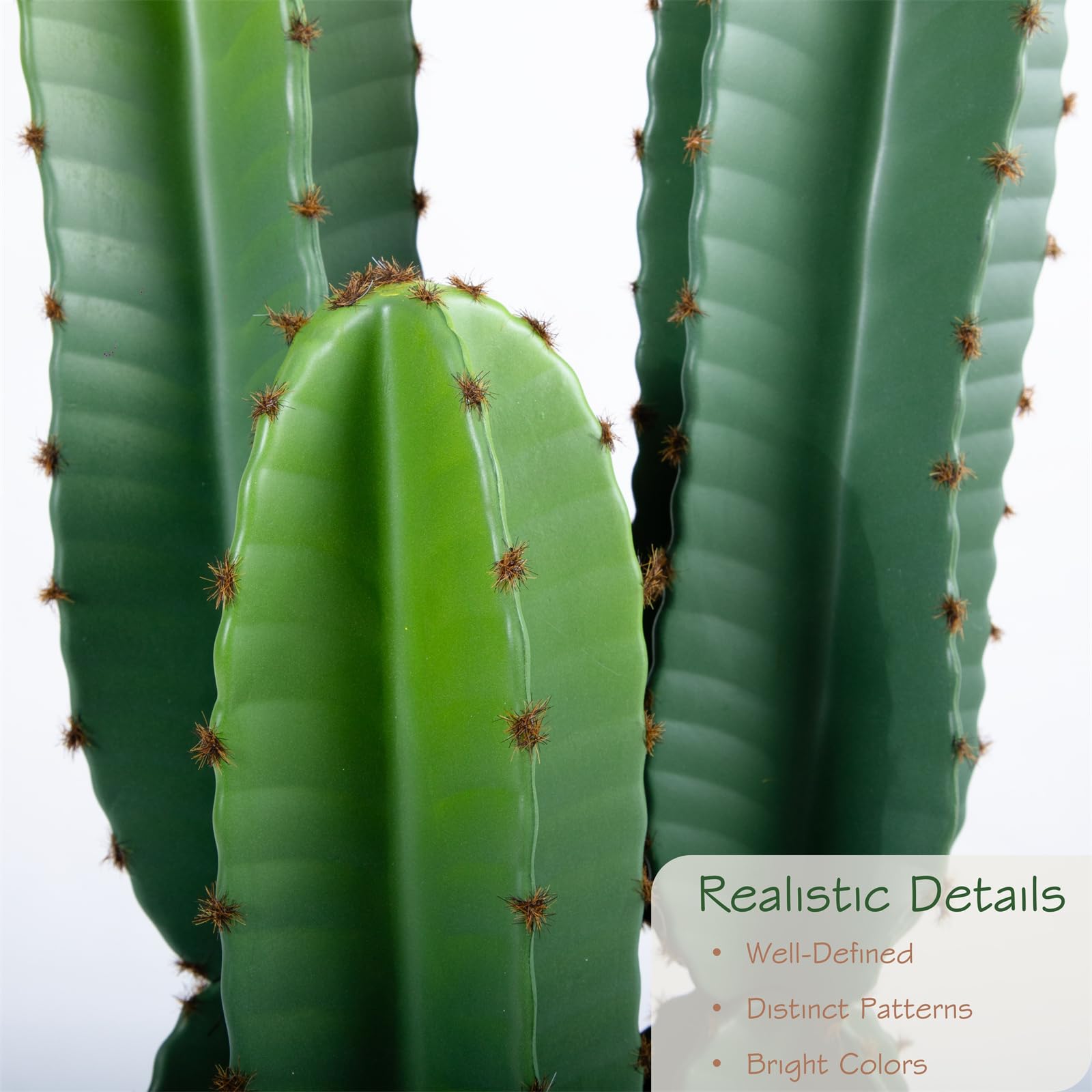monstera legacy Monstera Thai Constellation Legacy (high color)  Amazon Garden Thailand