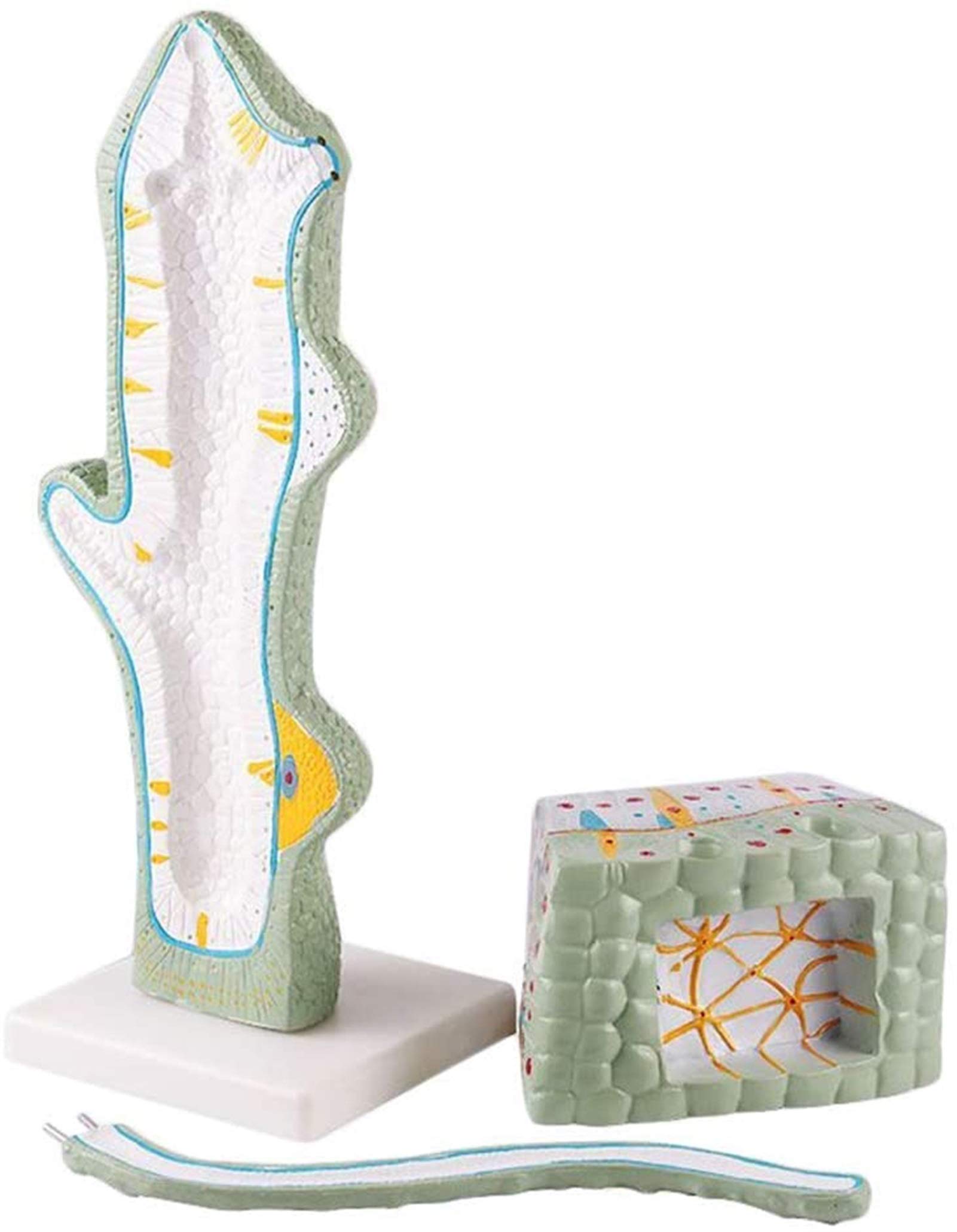 Buy Body Model Leech Model Water Margin Tentacle Structure Anatomical