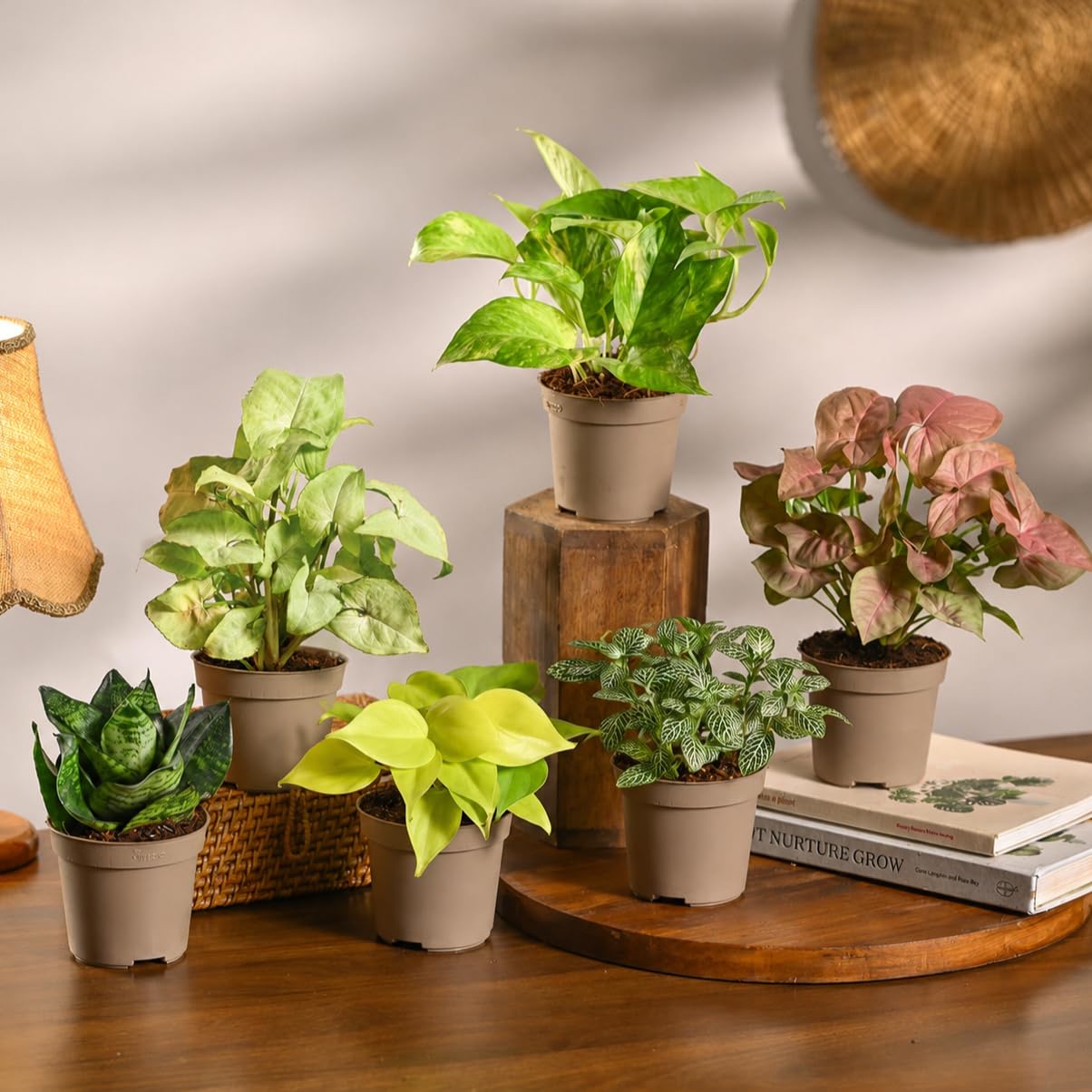 UGAOO Indoor Plants for Home Combo of 6 - Snake Plant, Syngonium, Spider Plant, Philodendron & Money Plant | indoor plants with pots for home, live plants-image-10