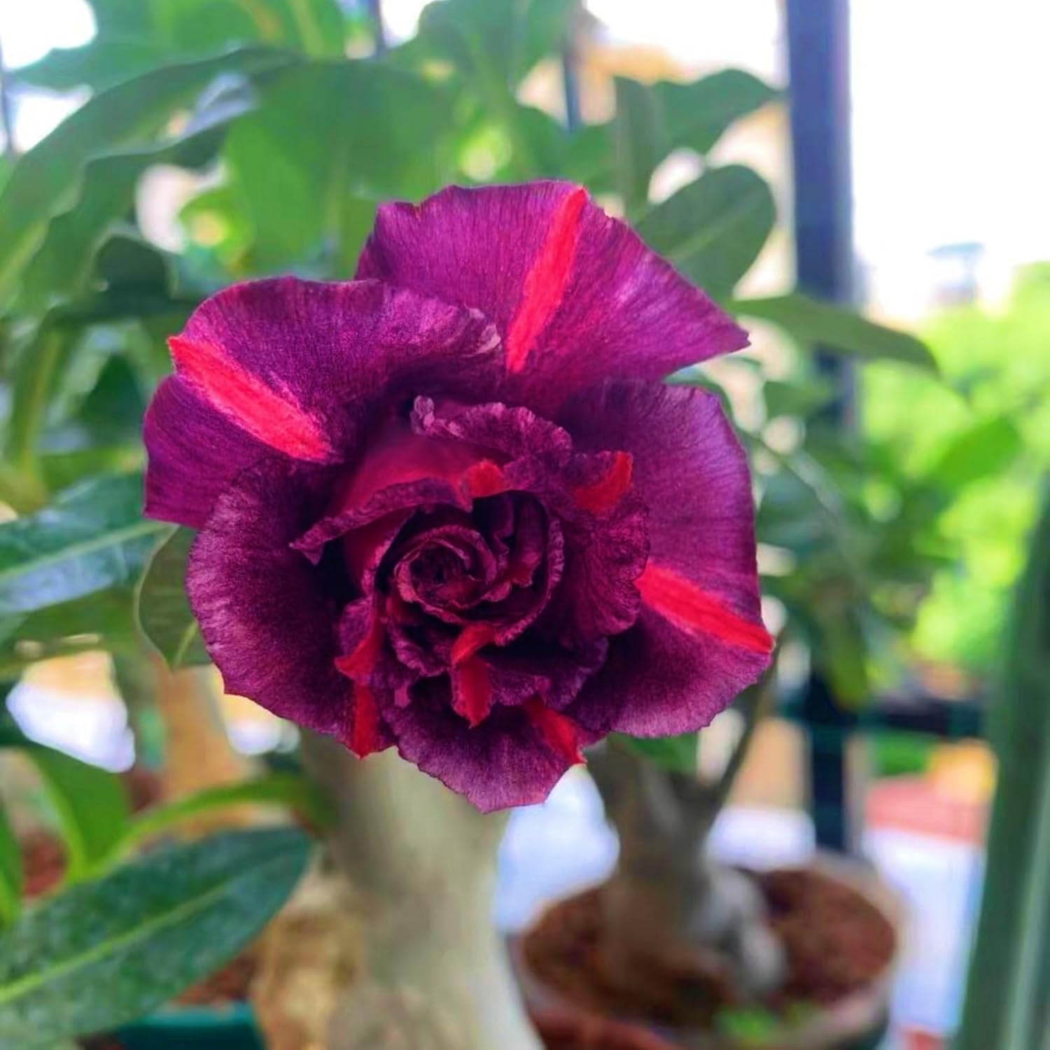 WüstenrosenzwiebelnWinterhart MehrjäHrig,WüStenrose Pflanze Kaufen