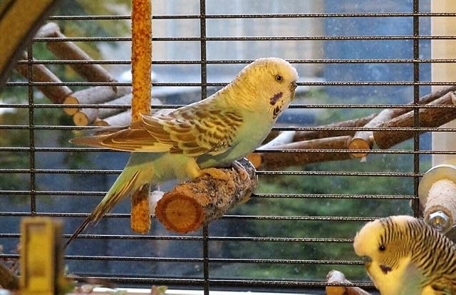 Foto 3 de 4 de Vogelgaleria® Percha de corcho para periquitos, 10 cm, con corteza de corcho para sentarse y mordisquear