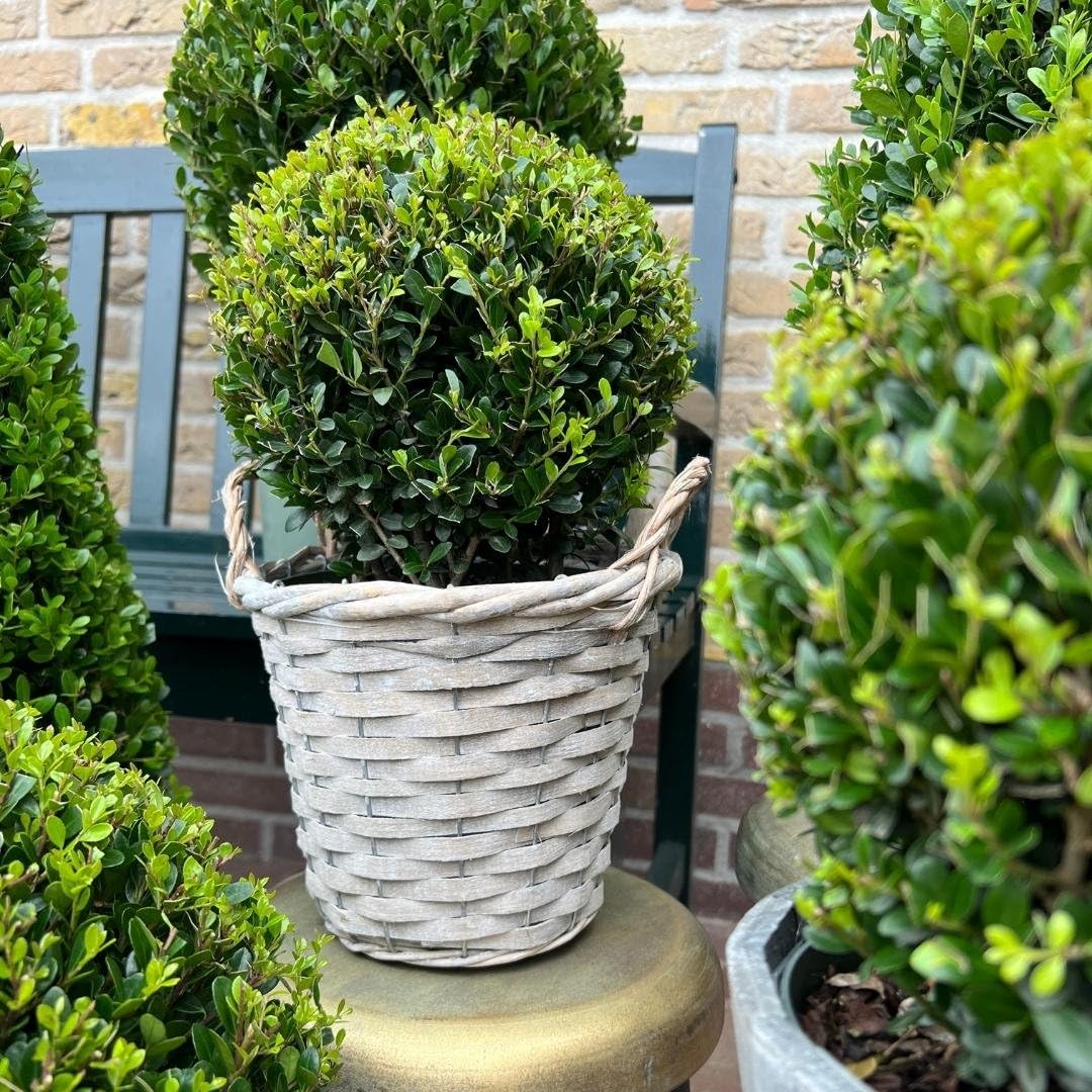 Plants by Frank | vera pianta di agrifoglio a forma di bulbo | 2 bulbi Ilex crenata 'Jenny' in cesto di vimini, set da 2 pezzi | Diametro 20 cm Ø | Sostituzione del bosso | Ilex | piante da giardino |