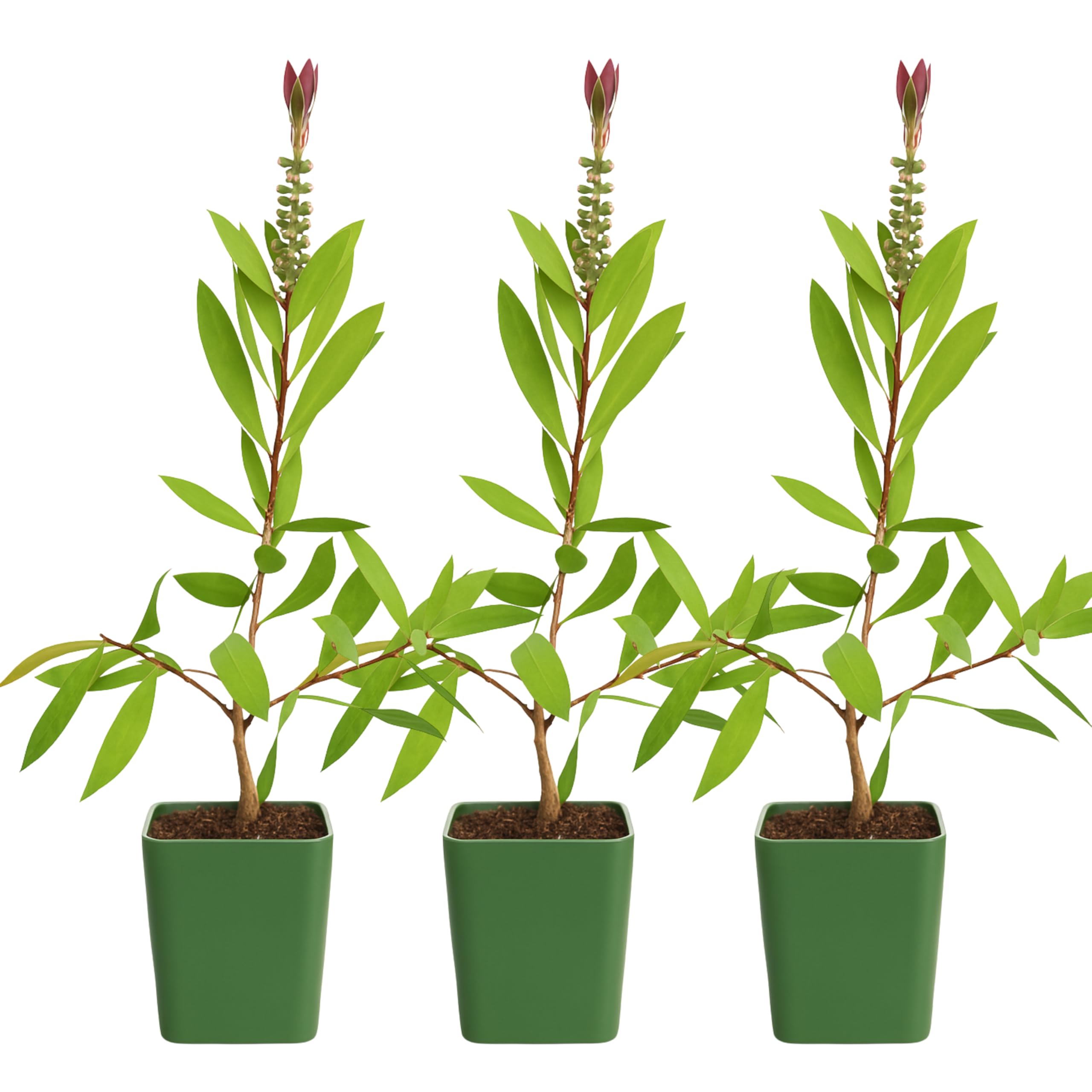 Red Bottlebrush 3-Pack