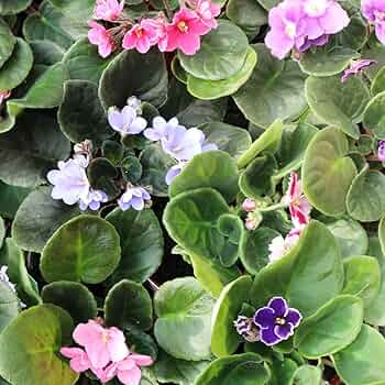 (専用出品) セントポーリア 苗セット 71IGe5C9sFL._AC_UF350,