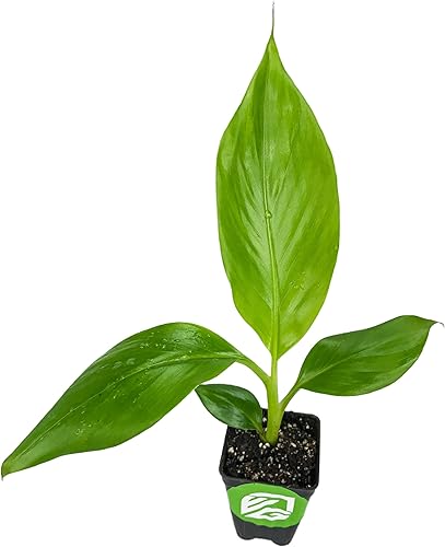Miniatura 7 de Gran Nain Banana Tree (Grand Nain) Planta viva - Musa acuminata - Wellspring Gardens - Plantas iniciales fáciles de cultivar, ideales para amantes
