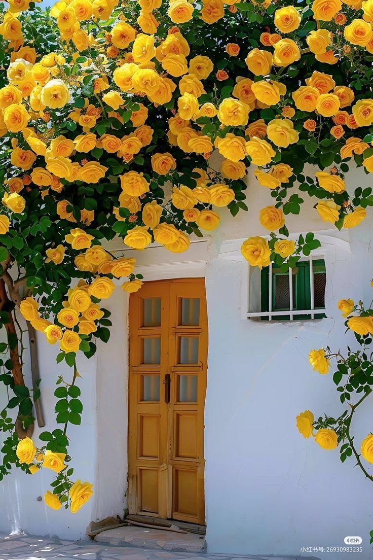 Climbing Rose Seeds - 100 Cream Mix Flowers -7