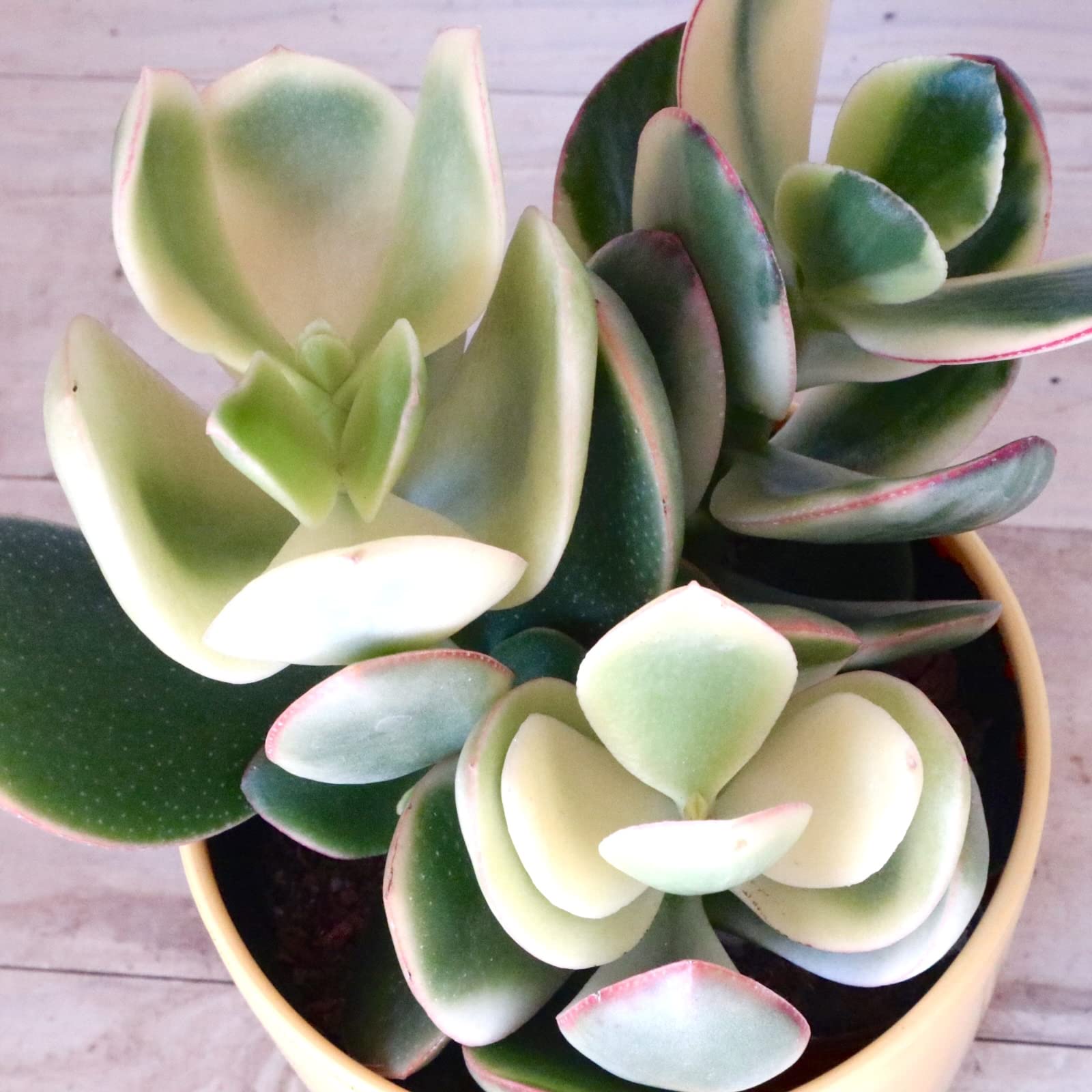 Amazon.co.jp: 斑入り 花月 金のなる木 多肉植物 1鉢 : DIY・工具