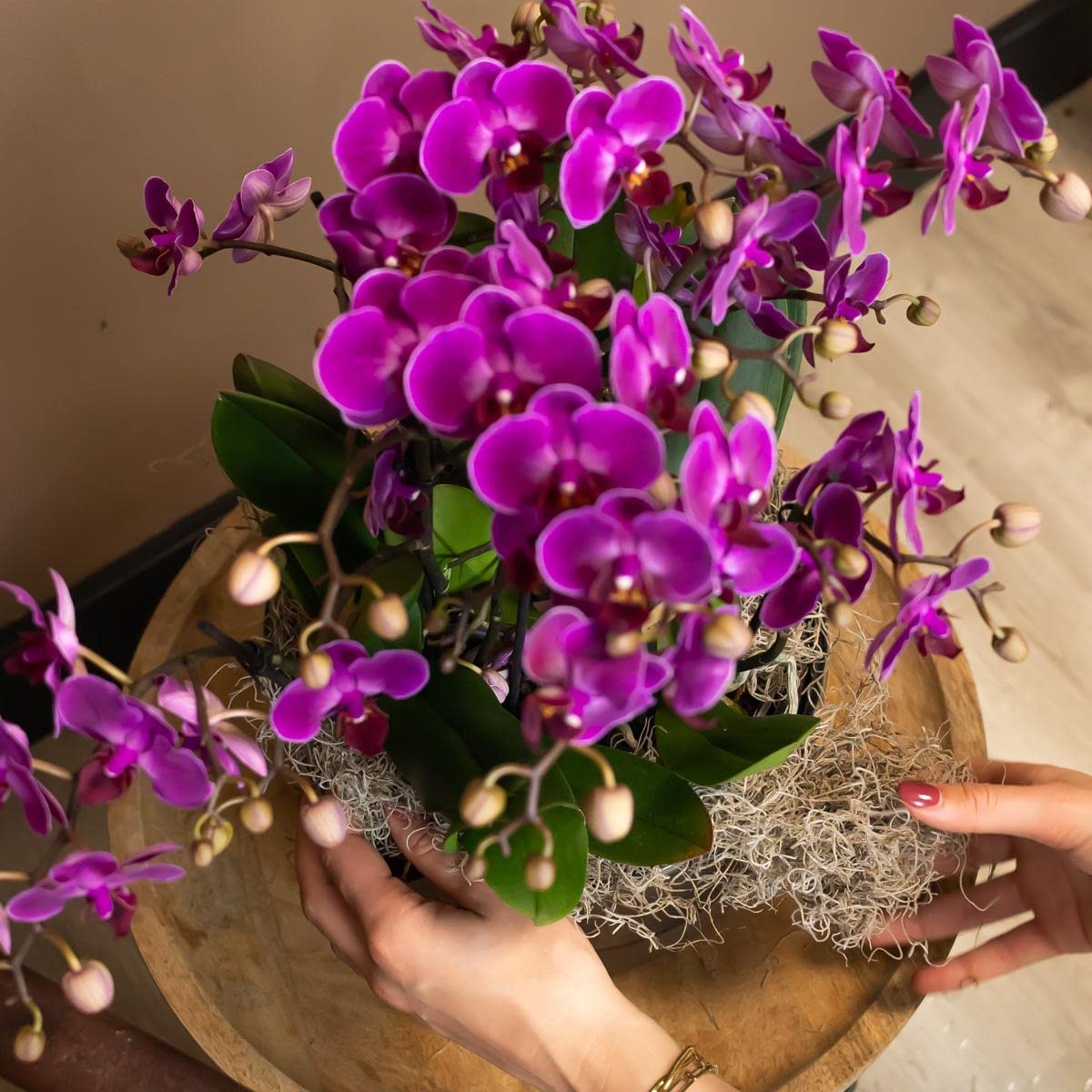 Orquídeas Kolibri | Orquídea Phalaenopsis morada - Morelia - Tamaño de maceta de 9 cm de diámetro | Planta de interior floreciente - Fresca del criador