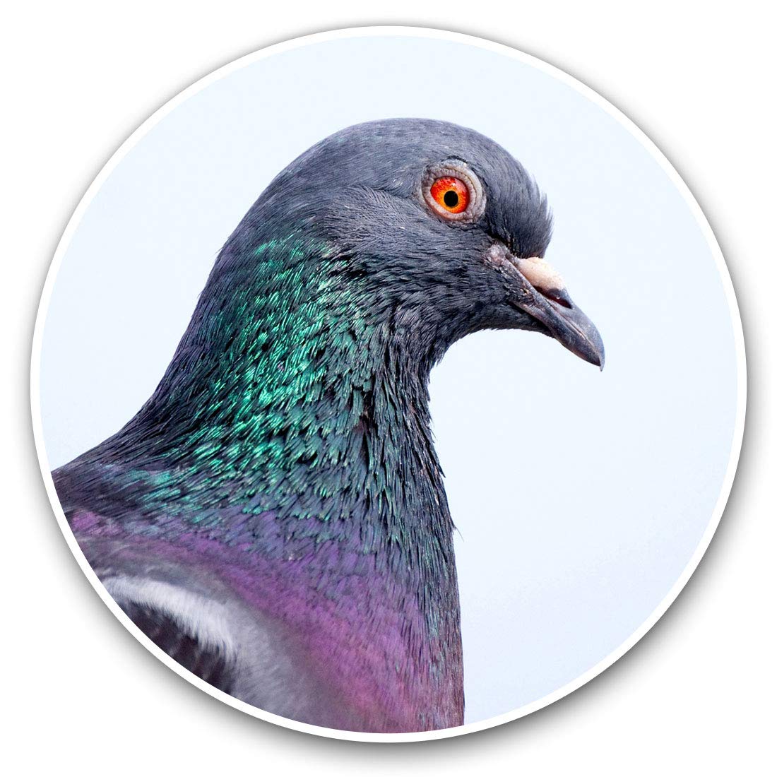 Vinyl Stickers (Set of 2) 20cm - Pigeon Bird #15672