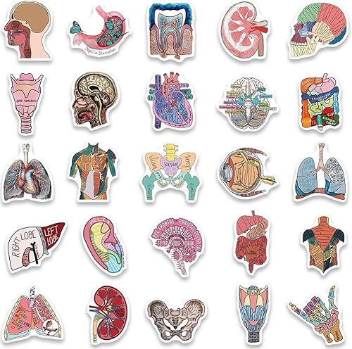 Miniatura 4 de Calcomanías de anatomía  50 calcomanías de vinilo impermeables de órgano del cuerpo humano para botellas de agua, bicicleta, laptop, refrigerador,