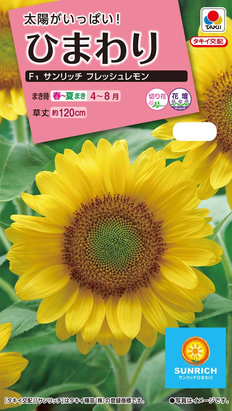 Amazon | タキイ種苗 花種 ひまわり F1サンリッチ フレッシュレモン | 花