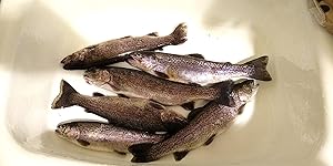 Review Image by Retired engineer Retired engineer