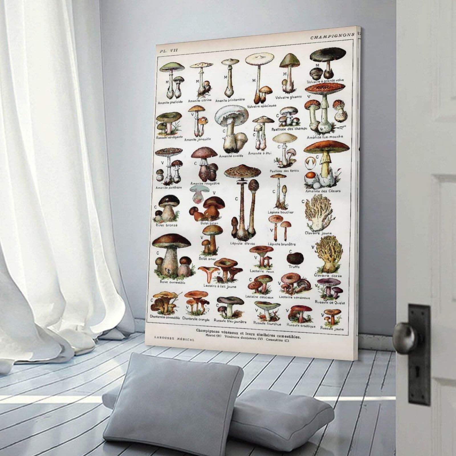 Junmoney Types of Mushrooms Room Decor Wall Art 12x18inch(30x45cm), for Bedroom Walls, Guest Spaces Or Lounges, An Easy Wall Refresh for Bedrooms